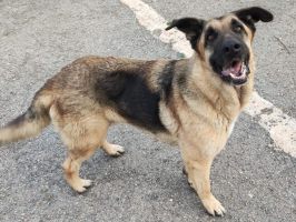 Bruno01