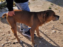 Canela01