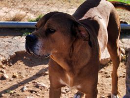 Canela05