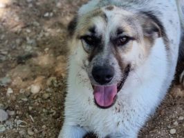 Dalia14