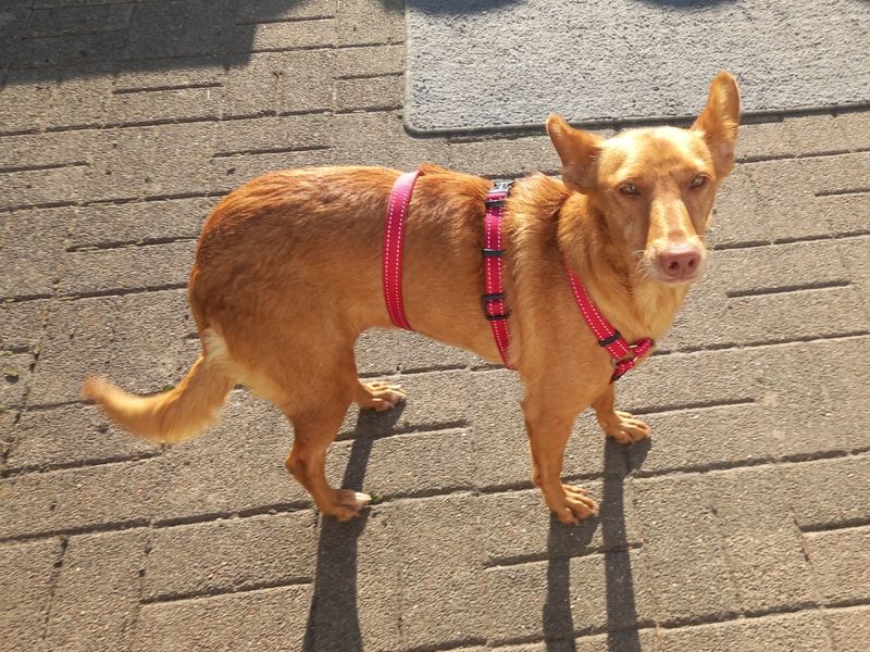 Izka