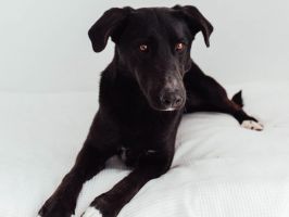 Mia003