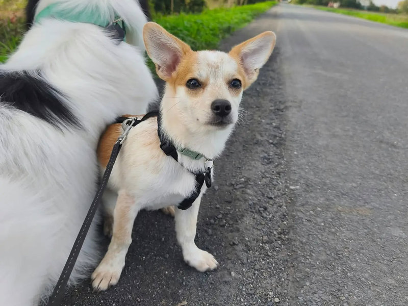 Pippa