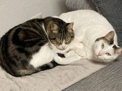 Bola+Nieve Bola+Nieve