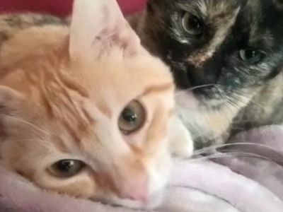 Bayley-Caramelo Bayley-Caramelo