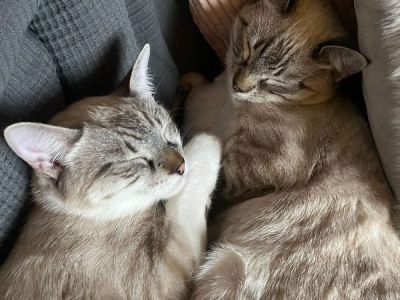 Pedro-Paco Pedro-Paco