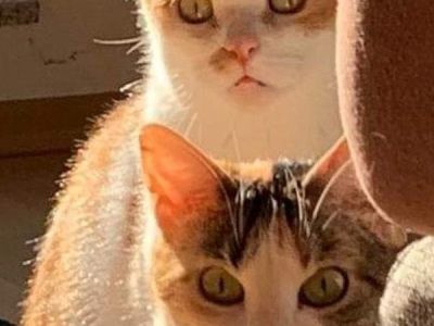 Perla-Johnson Perla-Johnson