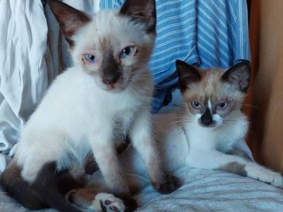 Karlchen und Prinz Karlchen und Prinz