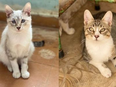 Nico und Zeus Nico und Zeus