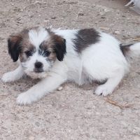 Nala Nala