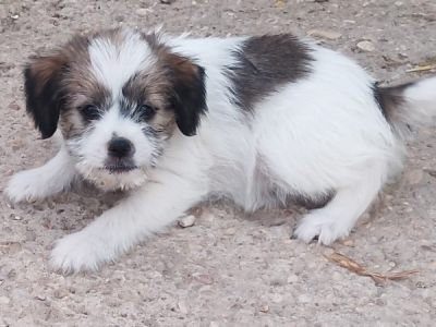 Nala Nala