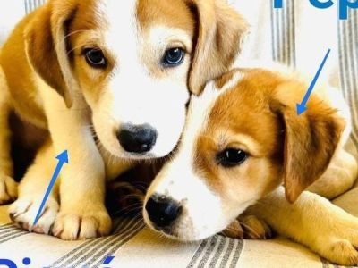 Piqué und Pepe Piqué und Pepe