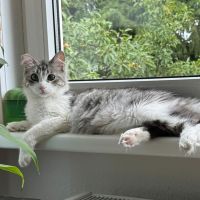 Kiko