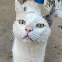 Leni