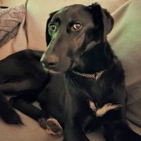 Nala