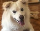 Buddy