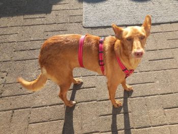 Izka