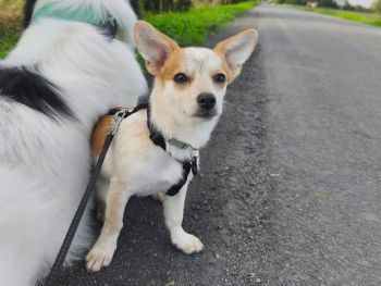 Pippa