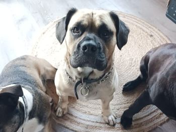 Rocco