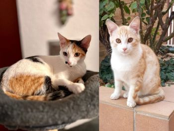 Lilo und Yakari