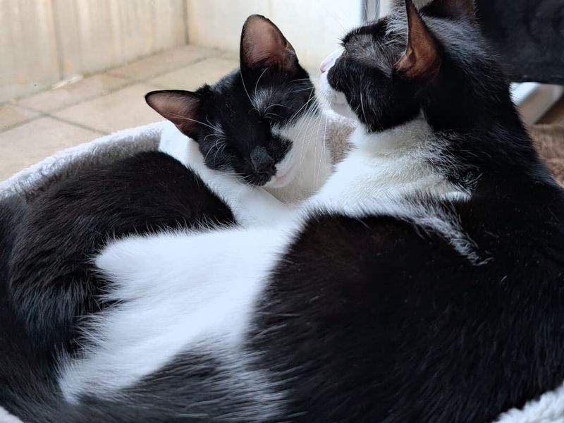 Maša und Luna